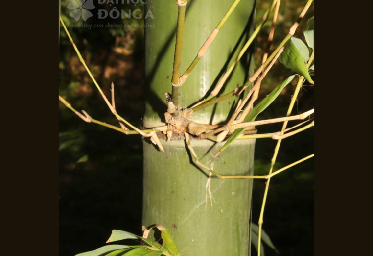  Lồ ô Trung Bộ (Bambusa balcoa Roxb)